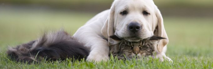 Puppy in grass coexisting with kitten