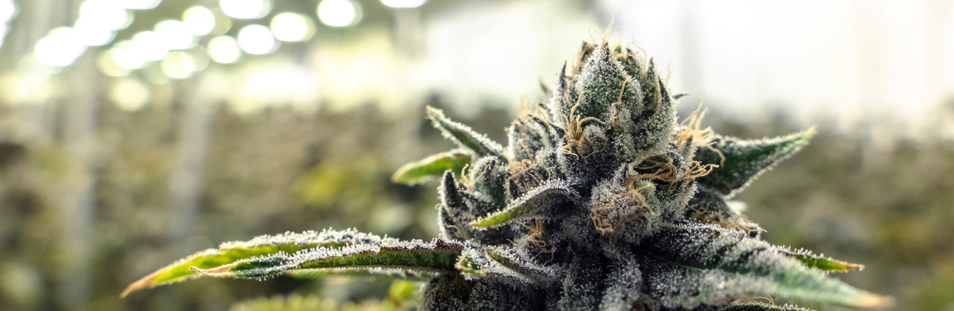 Cannabis