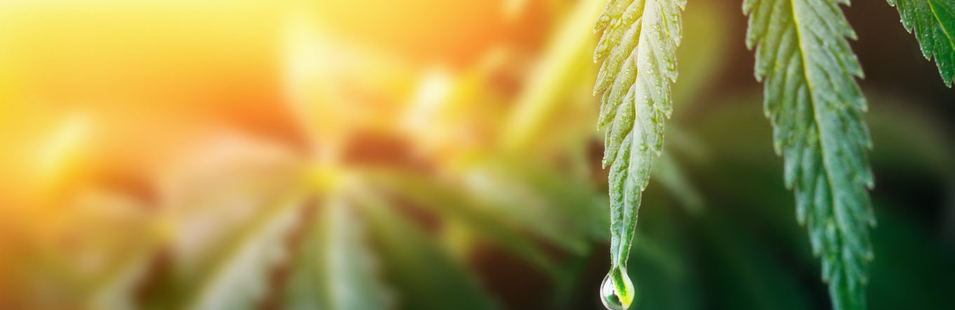 Photograph of cannabis leaves