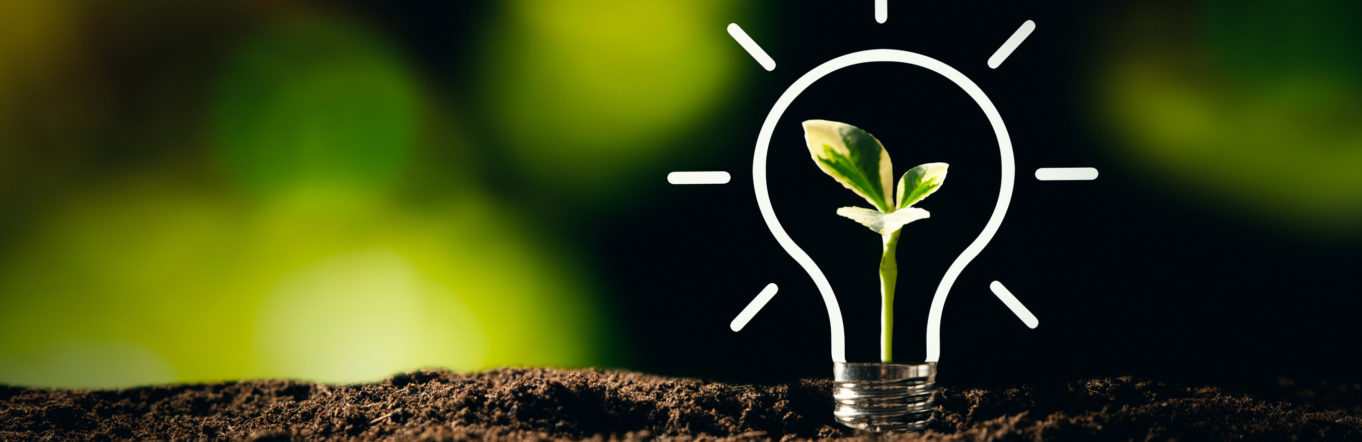 Light bulb with growing plant.